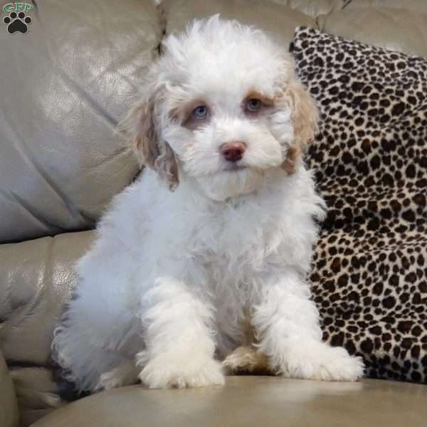 Mickey, Cockapoo Puppy